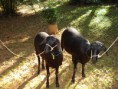 /album/galeria-de-fotos-galeria-de-fotos/ovinos-na-fazenda-expo-101-jpg/